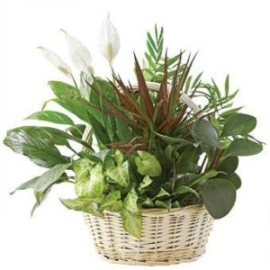 Sympathy Condolences - Same Day Sympathy Flowers Delivery - Sympathy Flower - Sympathy Gifts - Send Online Sympathy Plants & Flowers