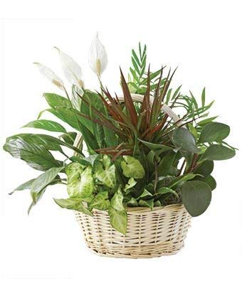 Sympathy Condolences - Same Day Sympathy Flowers Delivery - Sympathy Flower - Sympathy Gifts - Send Online Sympathy Plants & Flowers