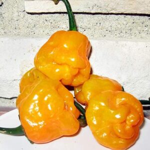 30+ Scotch Bonnet Jamaican Hot Yellow Pepper Seeds Heirloom Non-GMO Ship from USA