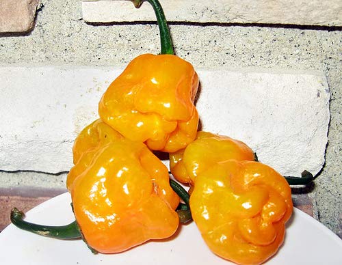 30+ Scotch Bonnet Jamaican Hot Yellow Pepper Seeds Heirloom Non-GMO Ship from USA