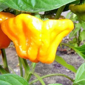 30+ Scotch Bonnet Jamaican Hot Yellow Pepper Seeds Heirloom Non-GMO Ship from USA