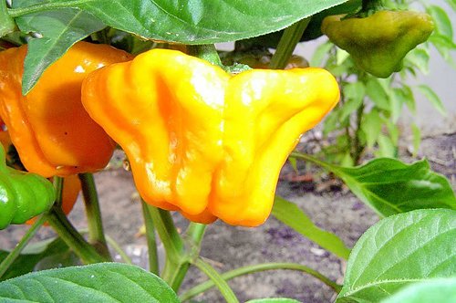 30+ Scotch Bonnet Jamaican Hot Yellow Pepper Seeds Heirloom Non-GMO Ship from USA