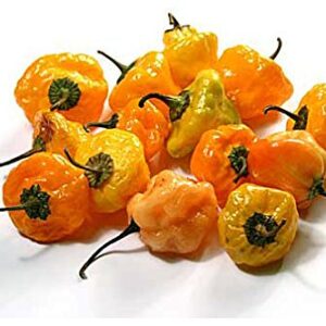 30+ Scotch Bonnet Jamaican Hot Yellow Pepper Seeds Heirloom Non-GMO Ship from USA