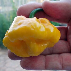 30+ Scotch Bonnet Jamaican Hot Yellow Pepper Seeds Heirloom Non-GMO Ship from USA