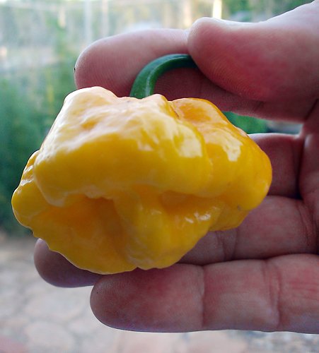 30+ Scotch Bonnet Jamaican Hot Yellow Pepper Seeds Heirloom Non-GMO Ship from USA