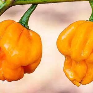 30+ Scotch Bonnet Jamaican Hot Yellow Pepper Seeds Heirloom Non-GMO Ship from USA