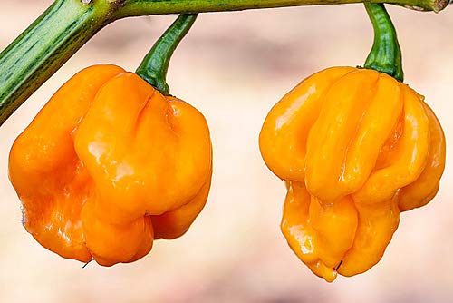 30+ Scotch Bonnet Jamaican Hot Yellow Pepper Seeds Heirloom Non-GMO Ship from USA