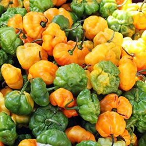 30+ Scotch Bonnet Jamaican Hot Yellow Pepper Seeds Heirloom Non-GMO Ship from USA