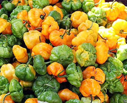 30+ Scotch Bonnet Jamaican Hot Yellow Pepper Seeds Heirloom Non-GMO Ship from USA