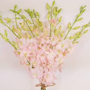 Athena’s Garden Fresh Cut Pink Orchids 10 Stems peachy Dendrobium Orchid Flowers