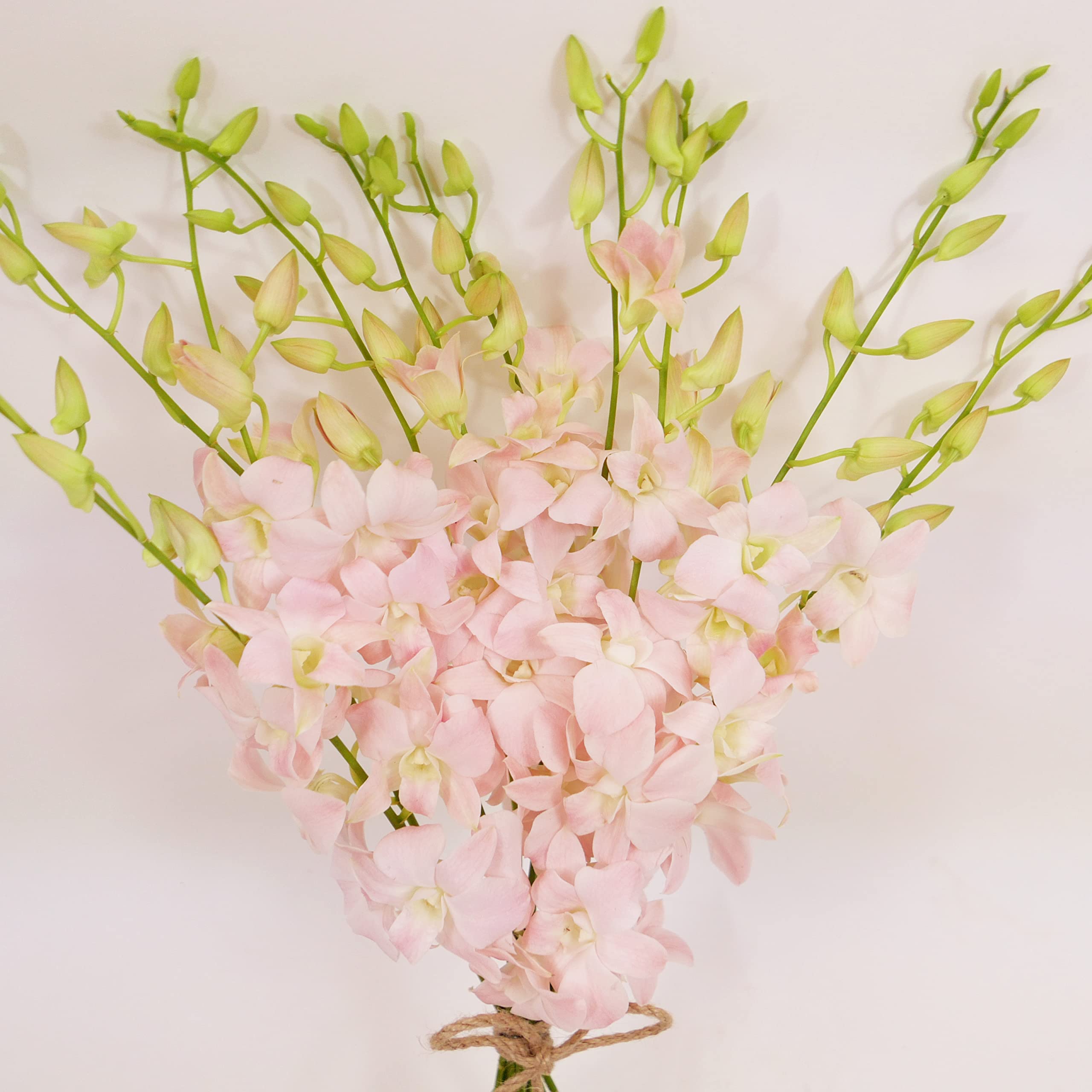 Athena’s Garden Fresh Cut Pink Orchids 10 Stems peachy Dendrobium Orchid Flowers