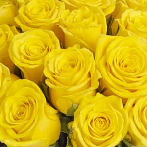 Fresh Cut 24 Yellow Roses - Fresh from the Farm Yellow Rose Bouquet – Hand-Selected Long-Lasting Gift and Home Decor Perfect Fresh Flowers |20" Long Stems No Vase-2 Dozen | Flowers Gift