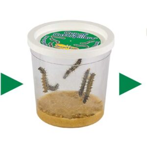 Insect Lore Butterfly Farm™ | Butterfly Kit with Live Cup of Caterpillars | 5 Caterpillars, Reusable Habitat, STEM Butterfly Journal & More