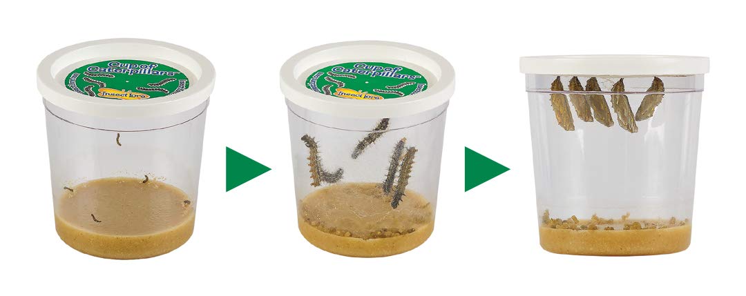 Insect Lore Butterfly Farm™ | Butterfly Kit with Live Cup of Caterpillars | 5 Caterpillars, Reusable Habitat, STEM Butterfly Journal & More