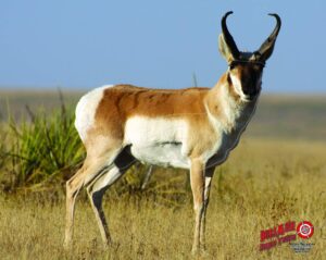 duramesh archery targets antelope, dm201 / dm401 (48"x40")