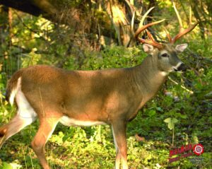 duramesh archery targets whitetail deer #3, dm221