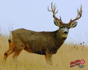 duramesh archery targets mule deer #2, dm216