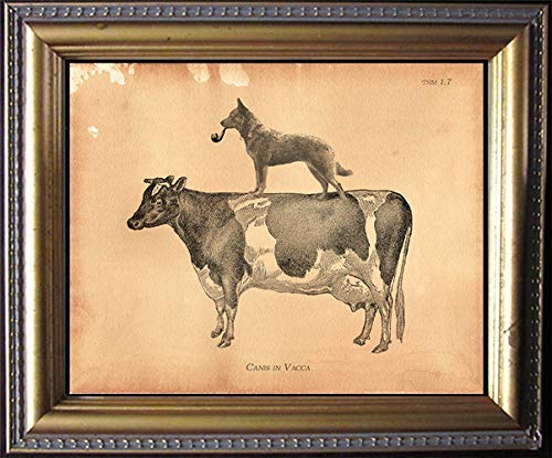 Australian Cattle Dog Riding Cow Semi-Matte Photo Paper Print Tea Stained Background dog art dog gift for dog mom