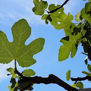 60 Grams of Ground Fig Dried Leaves. Ficus carica Organic and Sustainable, from The Producer to Your Home, Fig Leaf for Tea or Cooking, Produced and Shipped ONLY by Pasion Mediterranea