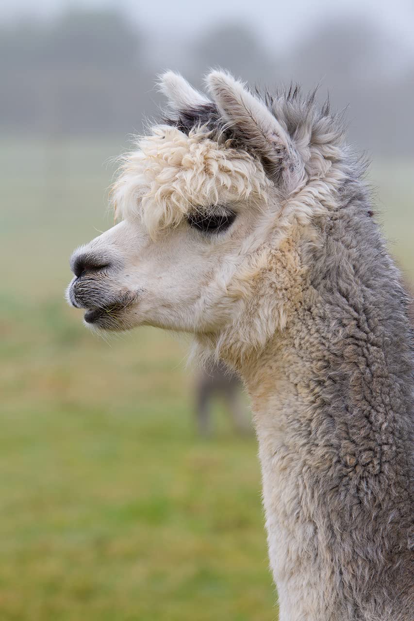 WARRIOR ALPACA SOCKS - Second to None Thick Alpaca Terry Lined Boot Socks - Unisex (1 Pair X-Large, Medium Gray)