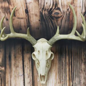 Ebros Gift Rustic Hunter Deer 10 Point Buck Skull Trophy Antlers Wall Mounted Plaque Trophy Decor Figurine 14.25" Long Hunter's Antler Rack Theme Deers Bucks Hunting Skulls Trophies Hanging Sculptures