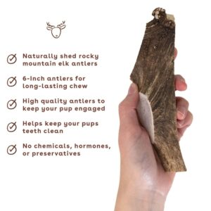 Pupford Split Elk Antlers | Durable & Tough Chew Toy & Treat for Aggressive Chewers - Long Lasting, All Natural, Cleans Teeth & Engages Your Pup | 5-8” Long (1 Count)