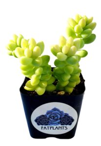 living succulent 2” donkey tails, fully rooted succulents plants live, succulent plants trailing hanging, sedum burrito house plant for home office decoration, diy projects, party favor gift