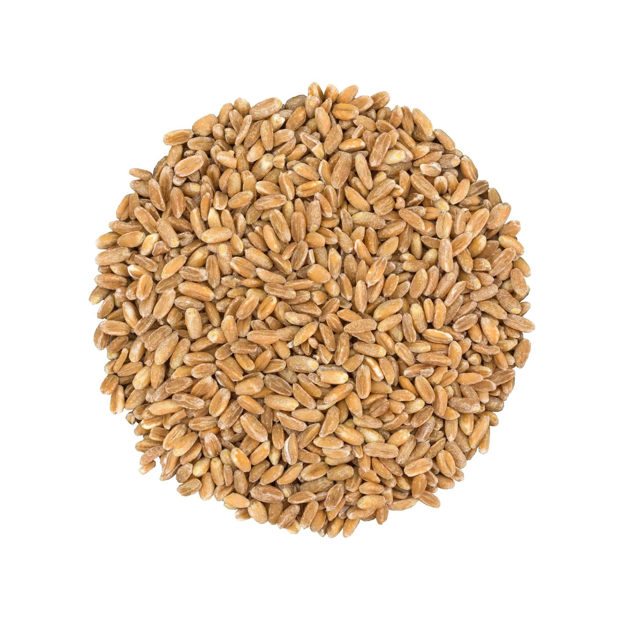 Food to Live Pearled Farro Grain, 1 Pound – Kosher, Vegan, Whole Grain in Bulk, Good Source of Dietary Fiber, Protein and Iron