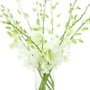 Fresh Cut Flowers - Dendrobium Orchids White with Vase- Support Small Business