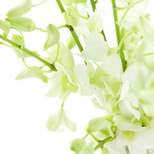 Fresh Cut Flowers - Dendrobium Orchids White with Vase- Support Small Business