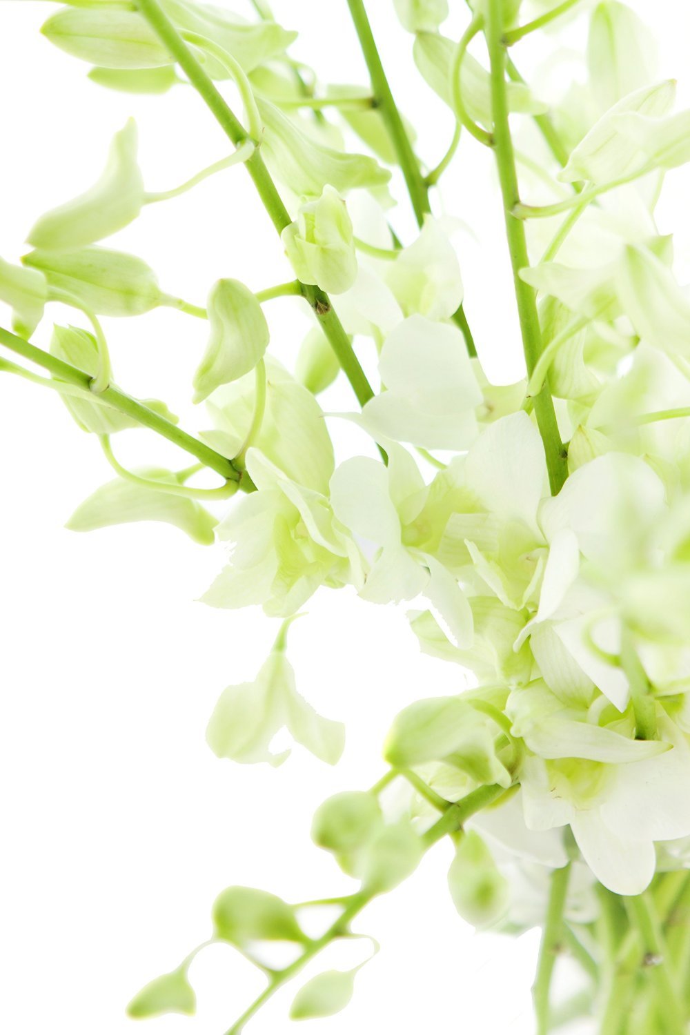 Fresh Cut Flowers - Dendrobium Orchids White with Vase- Support Small Business