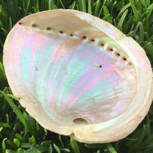 316L Stainless Steel Natural White Abalone Paua Shell Inlay With Stripe Hawaiian Curved Top Bangle Bracelet (Width: 6mm, 8mm, 10mm, 12mm) (Size: 7.5", 8", 8.5") (8.5, 12mm)