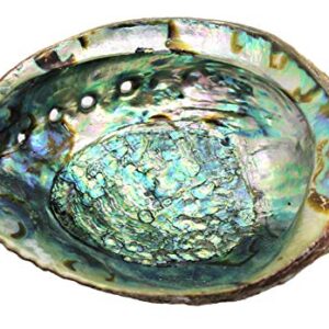 Govinda Hand Selected Abalone Shell (6 Inches)