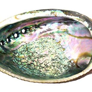 Govinda Hand Selected Abalone Shell (6 Inches)