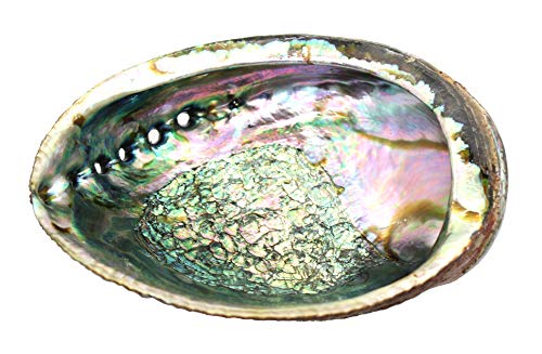 Govinda Hand Selected Abalone Shell (6 Inches)