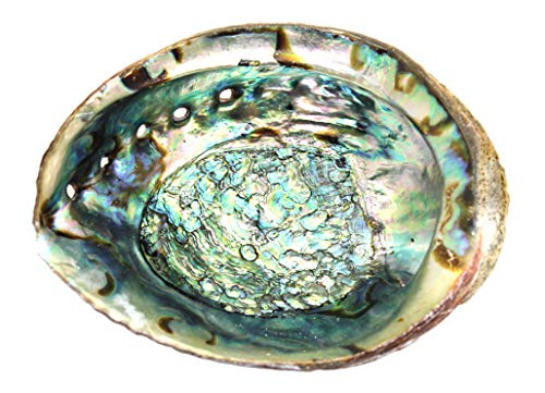 Govinda Hand Selected Abalone Shell (6 Inches)