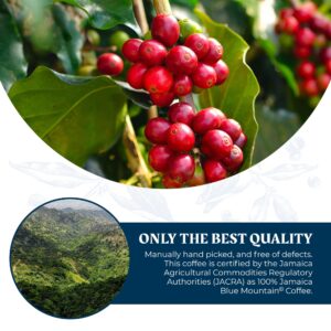 JA Coffee – 100% Jamaica Blue Mountain Coffee, Medium Roast, Whole Beans - Premium Arabica, Bag of 340 grams (0.75 Pounds - 12 ounces)