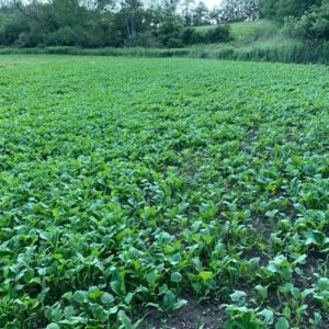 Antler King Booner Buffet Perennial Food Plot | 3 lb Bag Contains Two Varieties of Alfalfa Plus Clover & Chicory | Plants 1/4 Acre