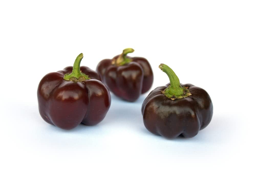 Chocolate Beauty Sweet Bell Pepper Seeds for Planting, 20+ Heirloom Seeds Per Packet, (Isla's Garden Seeds), Non GMO Seeds, Botanical Name: Capsicum annuum, Great Home Garden Gift