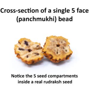 Wonder Care Certified Rudraksha Mala 5face(Panchmukhi) Authentic Genuine Rudraksha Beads Ornament Rosary Japa Mala Beads Necklace Puja | Prayer Beads | Meditation Beads (Rudraksha 10mm)