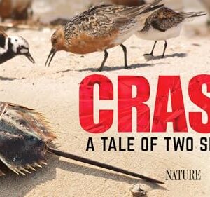 Crash: A Tale of Two Species