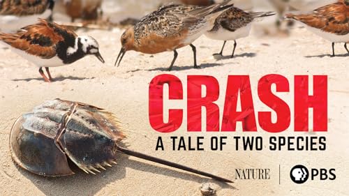 Crash: A Tale of Two Species