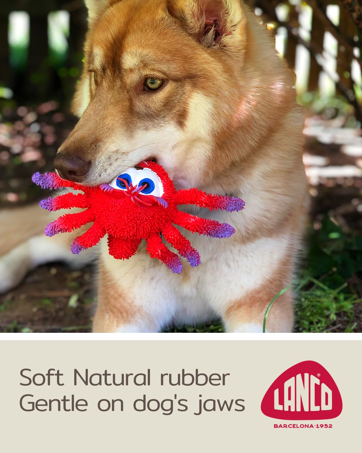 Sensory Spider - Squeaky Dog Toys - Medium Breeds - Natural Rubber/Latex - Comply with Same Safety Standards as Baby Toys