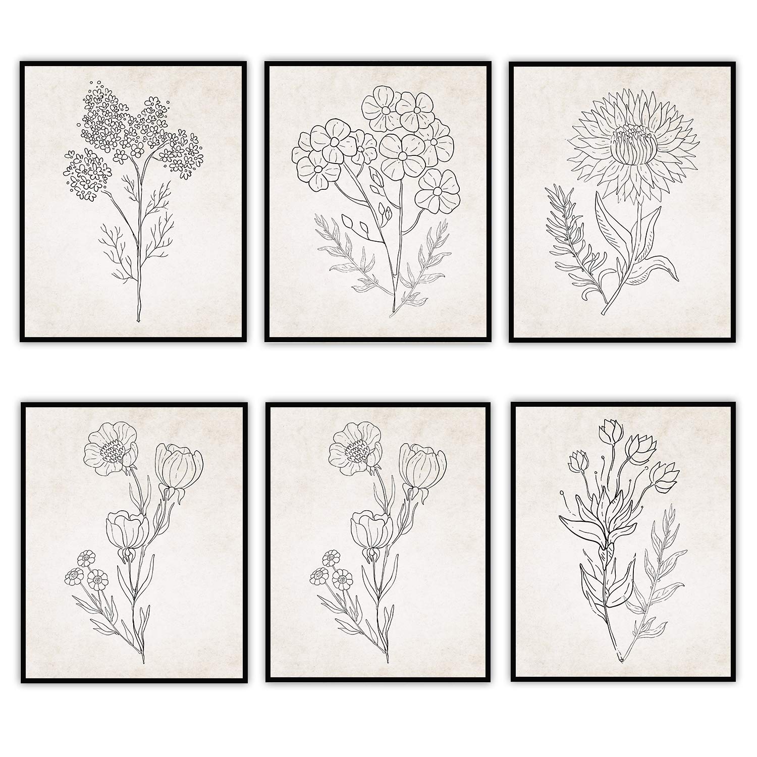 Beige Florals in Black and White Set of 6-8x10 Unframed Art Prints - Makes a Great Gift to Gardening Enthusiasts and Lovely Living Room Decor Under $20