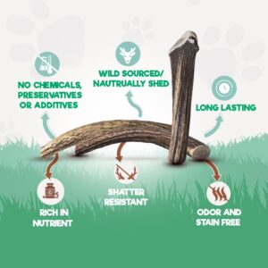 Jack & Pup Elk Antler Chew for Large Dogs | Long Lasting, Rawhide-Free Dog Chews | Single Ingredient, Nutrient-Rich Dog Toy