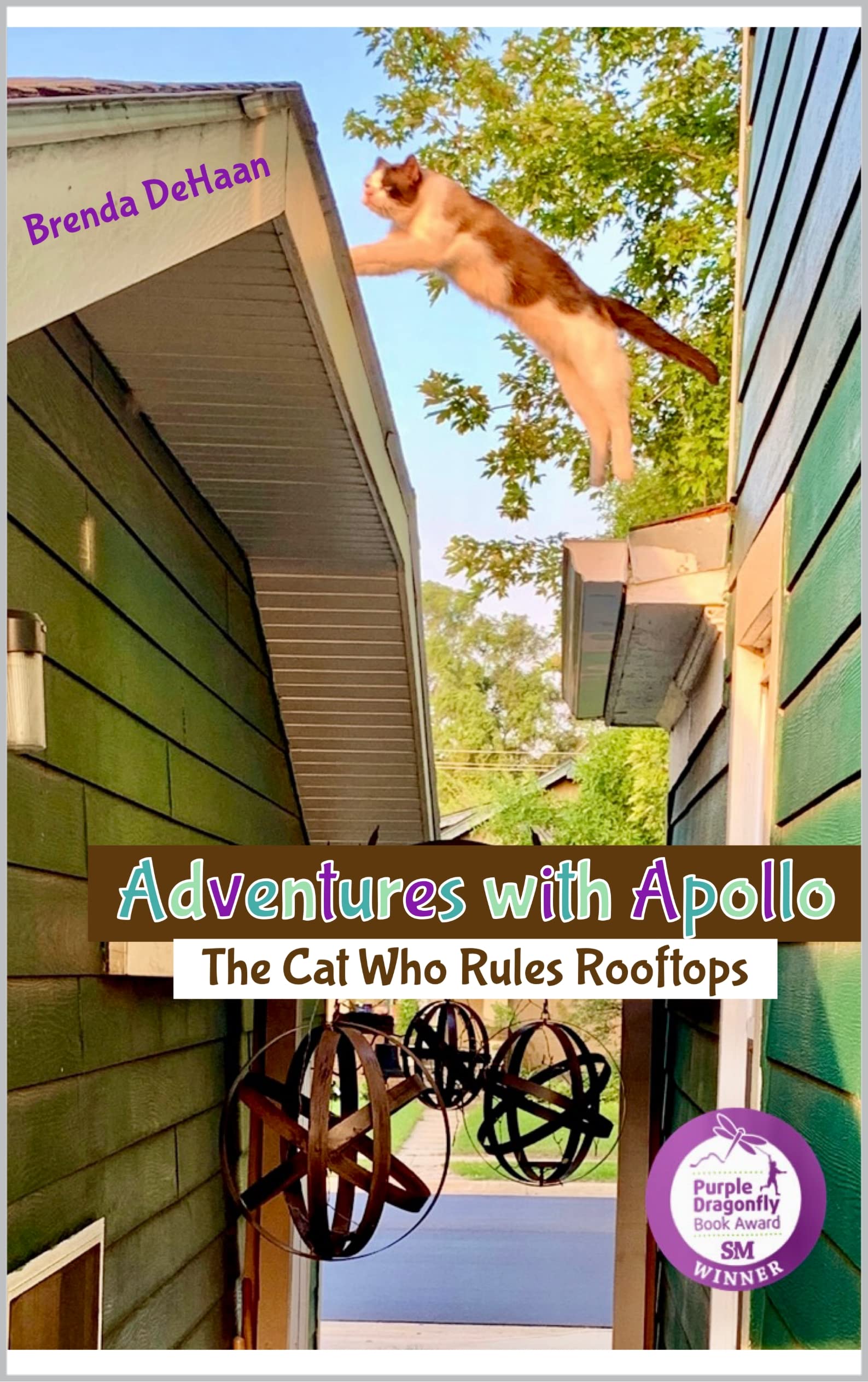 Adventures with Apollo: The Cat Who Rules Rooftops