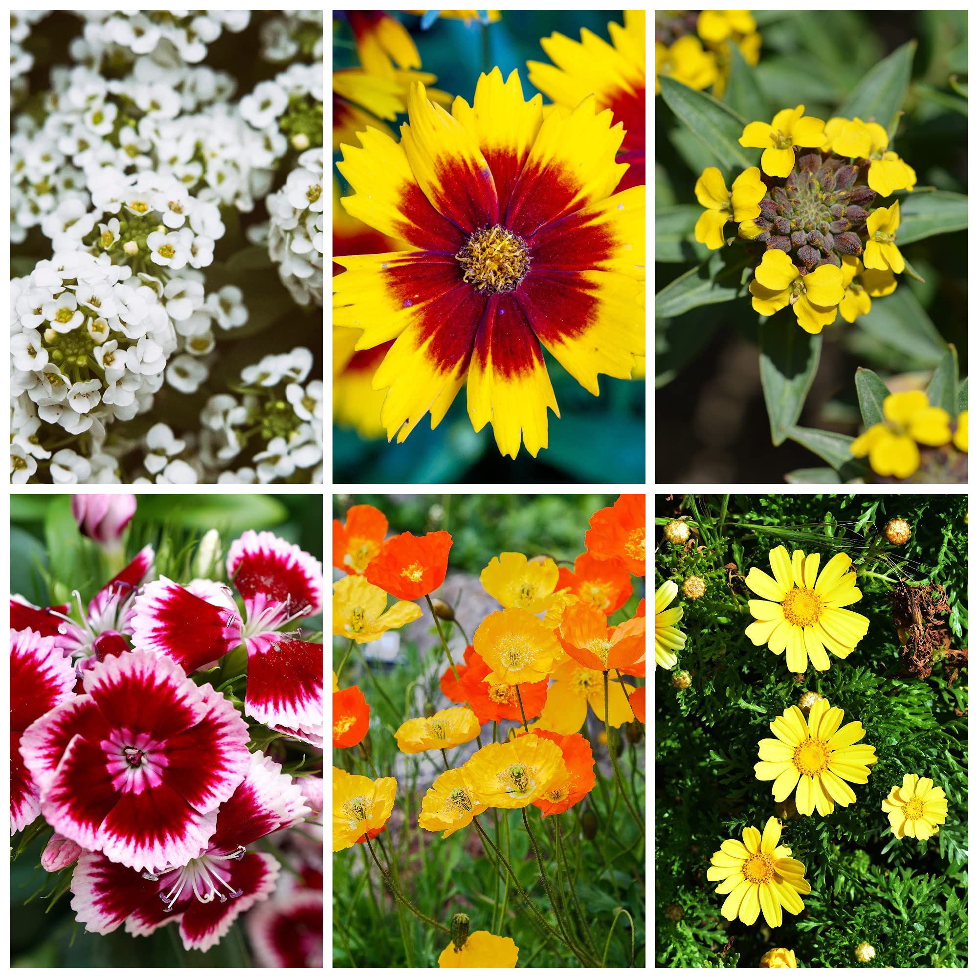 Wildflower Seeds Bulk, 2 Oz. 80,000+ Seeds, Drought-Tolerant Wildflower Mix, 20 Varieties of Drought-Tolerant Wildflower Seeds, Drought-Resistant Wildflower Seeds, Dryland Pollinators Flowers Seeds