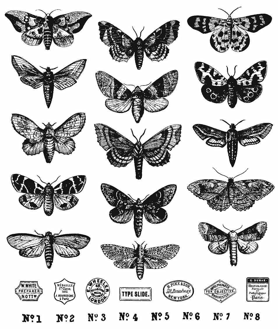 Stampers Anonymous - Stampers Anon Moth Study Cling RBBR Stamp Set