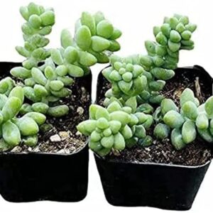 FOlIAGEMS Live Succulent Plants from USKC (Two 2"Pot Set) (Sedum Morganianum Burrito/Donkey Tail)