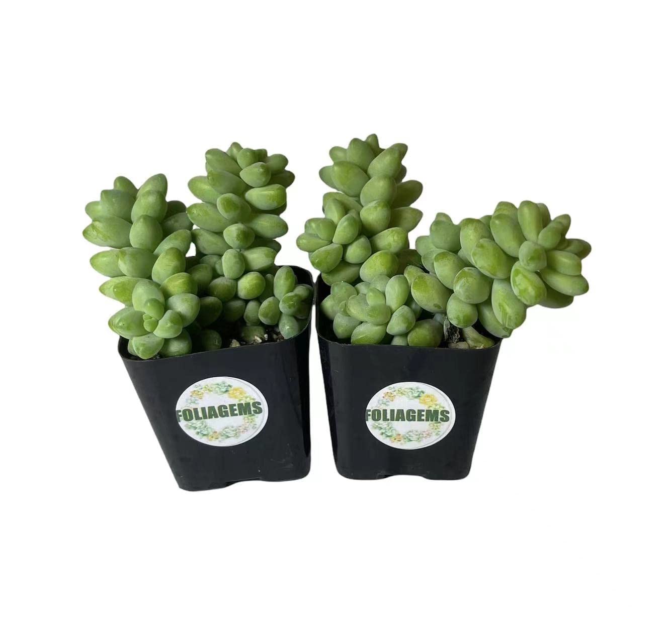 FOlIAGEMS Live Succulent Plants from USKC (Two 2"Pot Set) (Sedum Morganianum Burrito/Donkey Tail)